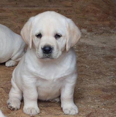 oglasi, Labrador retriver